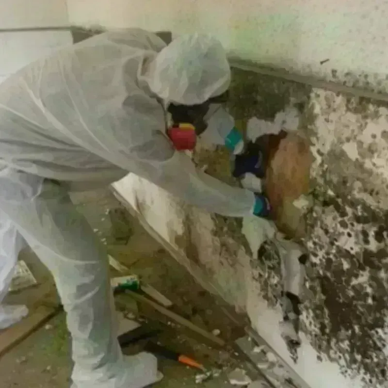 Mold Remediation and Removal in Hartford, KY